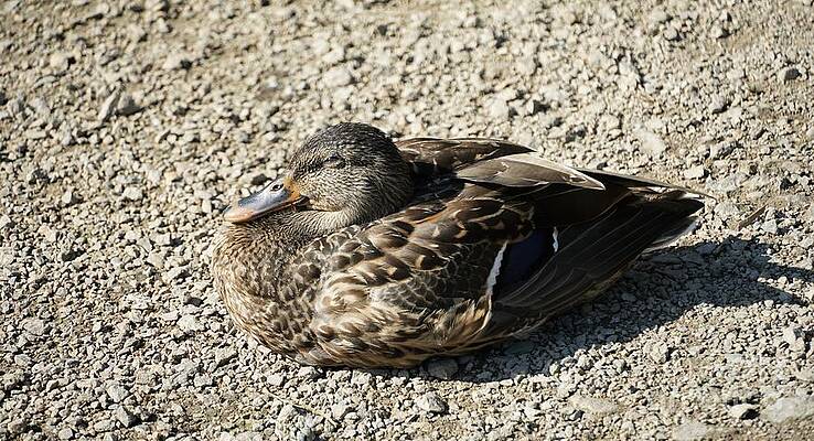 Sunbathing Duck Print