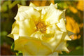 Sunlit Rose Print