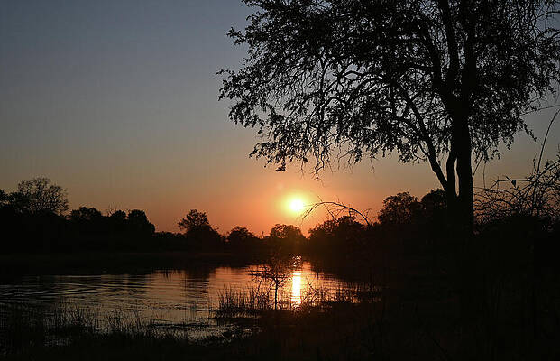Sunset Over The Okavanga Delta With A Tree Silhouette In Botswana Print
