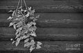 Sweet Potato Plant - In Black And White Print