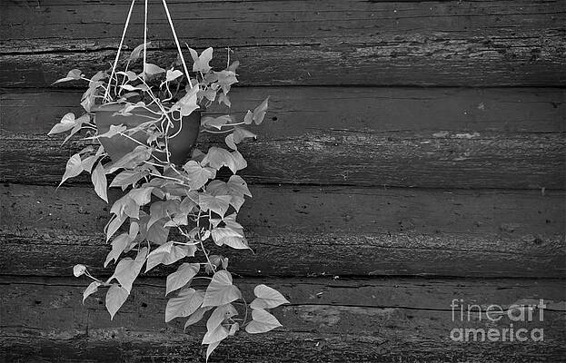 Sweet Potato Plant - In Black And White Print