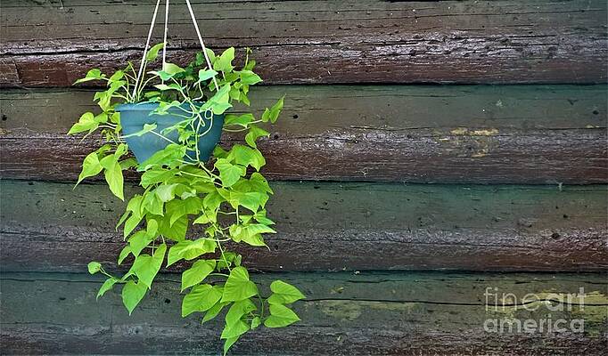 Sweet Potato Plant Print