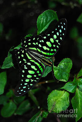 Tailed Jay Butterfly Print