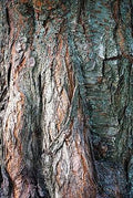 The False Acacia Print