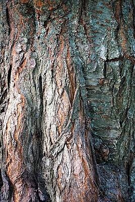 The False Acacia Print