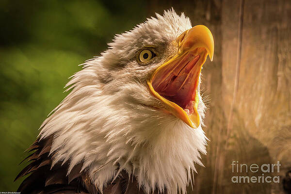 The Screaming Eagle Print