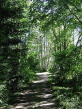 Walk Along The River Under Sunlit Trees Print