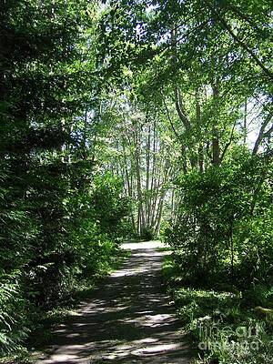 Walk Along The River Under Sunlit Trees Print
