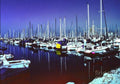 The Yachts Are Home Print