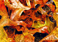 There's Life In Those Leaves Print