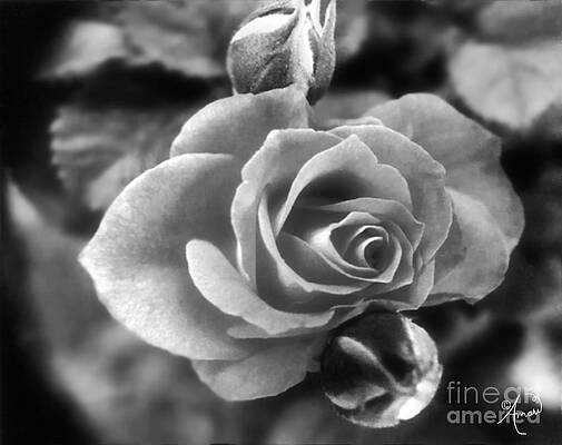 Timeless Rose Black And White Print