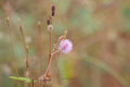 Touch Me Not Flower Print