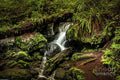 Trillium Falls Trail Print