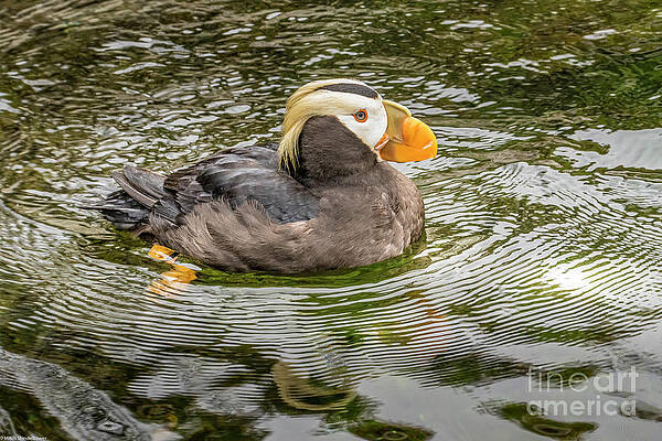 Tufted Puffin Print