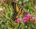 Two Tailed Swallowtail Print