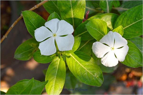 Vinca Flowers Print