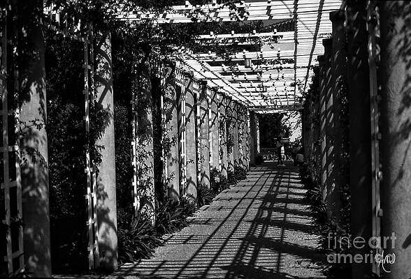 Walk The Arboretum Print
