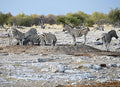 Zebra Herd At And In The Waterhole In Namibia Africa Print