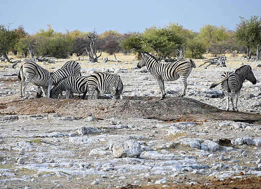 Zebra Herd At And In The Waterhole In Namibia Africa Print