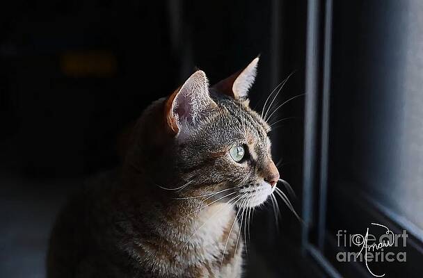 When Is He Getting Home? Print
