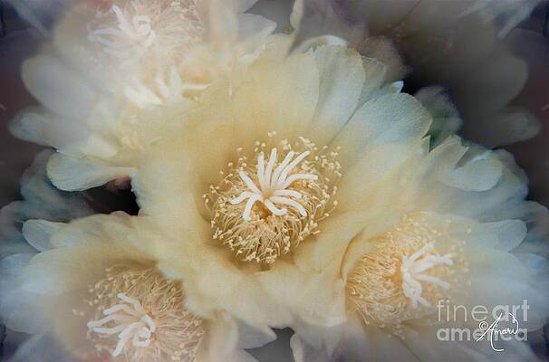 White And Gold Cactus Flowers Print