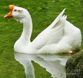 White Chinese Goose Print