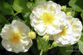Bank Rose Print