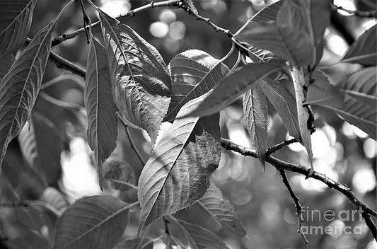 Wild Cherry Leaves, In Black And White Print