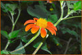 Wild Flower Beauty Print