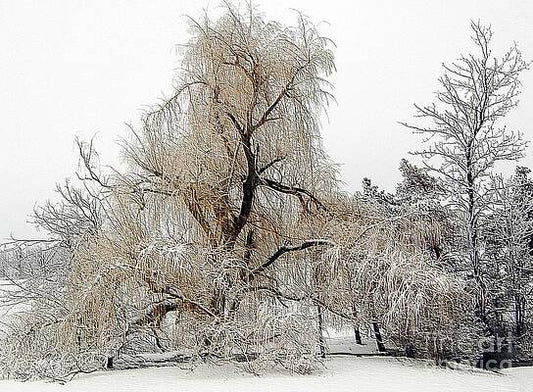 Winter Scene Print