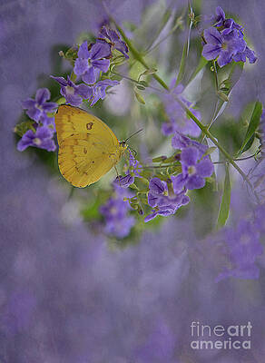 Yellow Butterfly Print