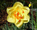 Yellow Daffodil With Orange Center Print