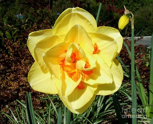 Yellow Daffodil With Orange Center Print