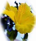Yellow Hibiscus Print