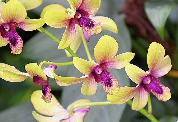 Spray Of Yellow Orchids With Purple Center Print