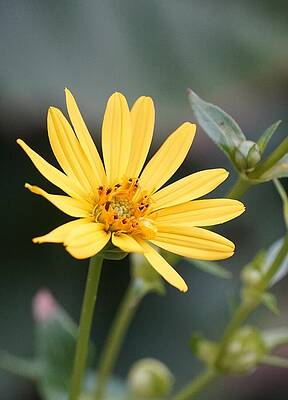 Yellow Petals Print