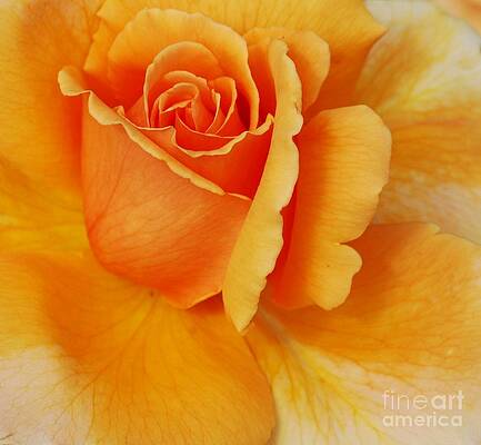 Yellow Rose Print