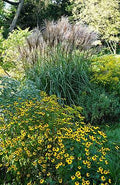 Yellow Silver Garden Print