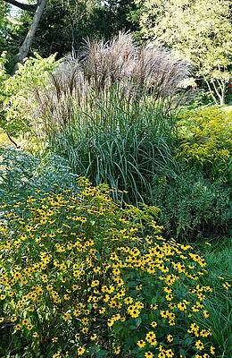 Yellow Silver Garden Print